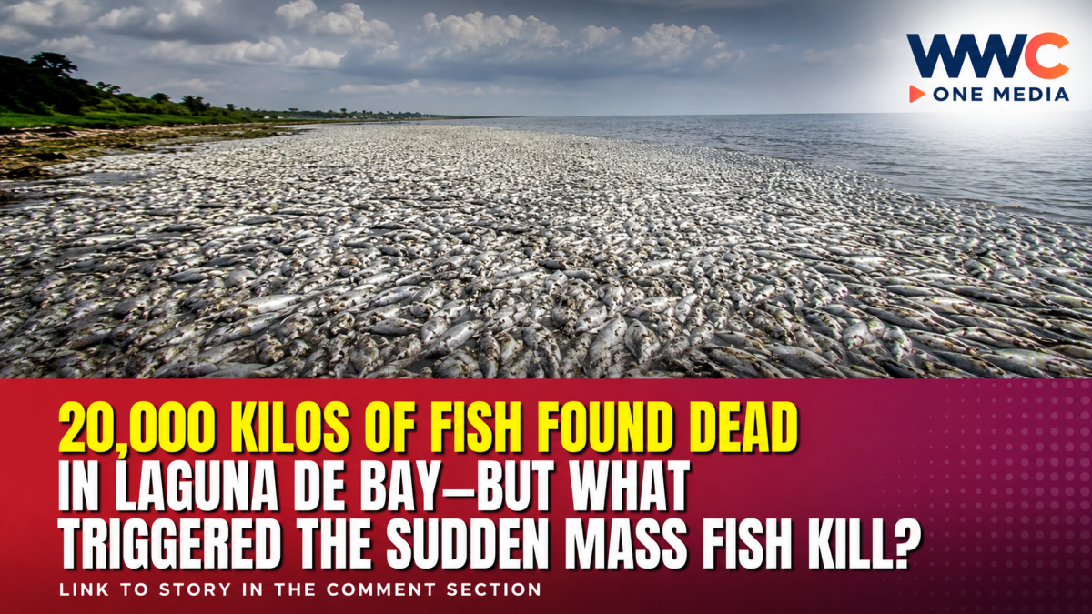 20,000 Kilos of Fish Found Dead in Laguna de Bay—But What Triggered the Sudden Mass Fish Kill?