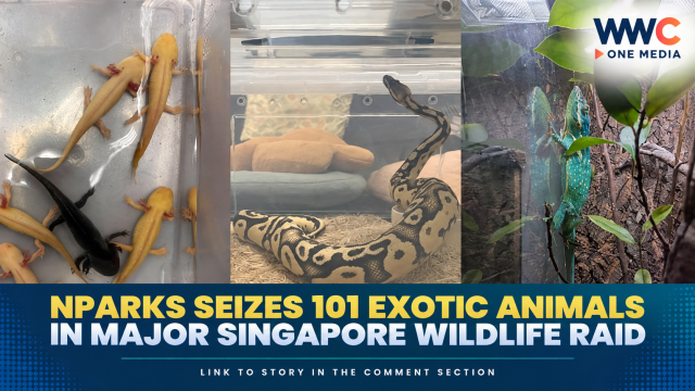 NParks Seizes 101 Exotic Animals in Major Singapore Wildlife Raid