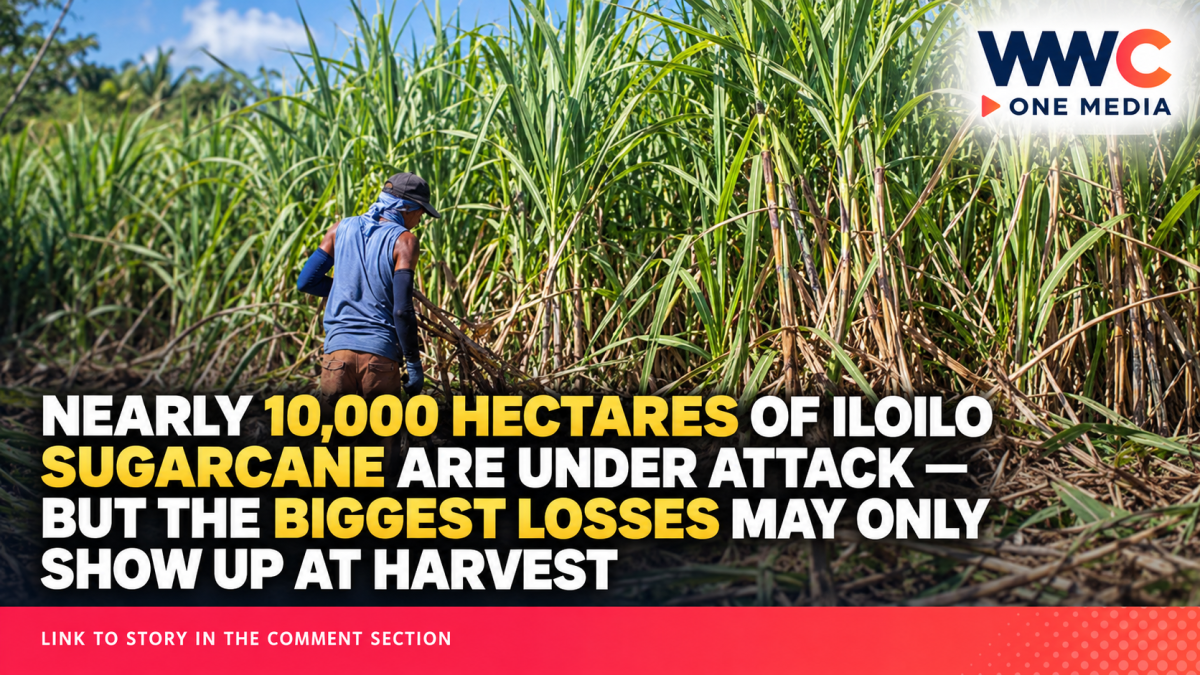 Nearly 10,000 Hectares of Iloilo Sugarcane Are Under Attack — But the Biggest Losses May Only Show Up at Harvest
