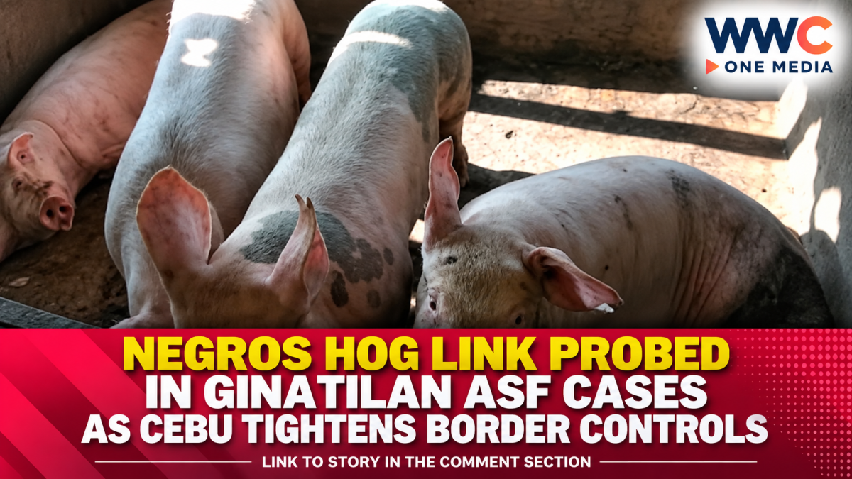 Negros Hog Link Probed in Ginatilan ASF Cases as Cebu Tightens Border Controls
