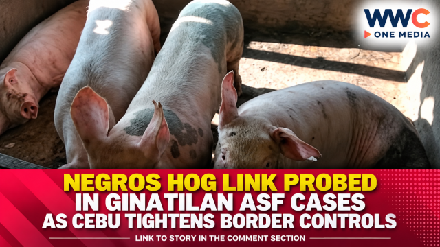 Negros Hog Link Probed in Ginatilan ASF Cases as Cebu Tightens Border Controls