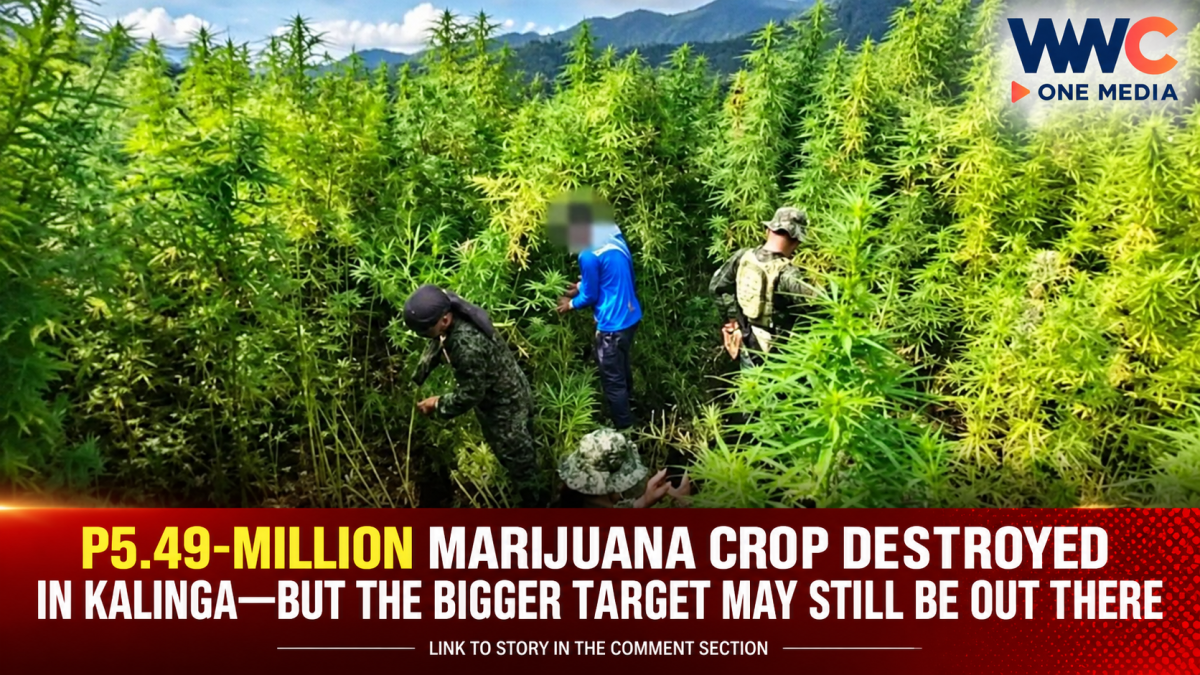 P5.49-MILLION MARIJUANA CROP DESTROYED IN KALINGA—BUT THE BIGGER TARGET MAY STILL BE OUT THERE