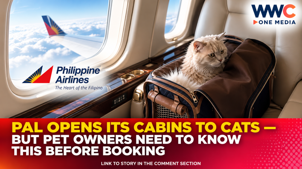 PAL Opens Its Cabins to Cats — But Pet Owners Need to Know This Before Booking