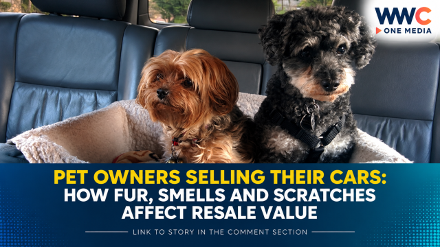 Pet Owners Selling Their Cars: How Fur, Smells and Scratches Affect Resale Value