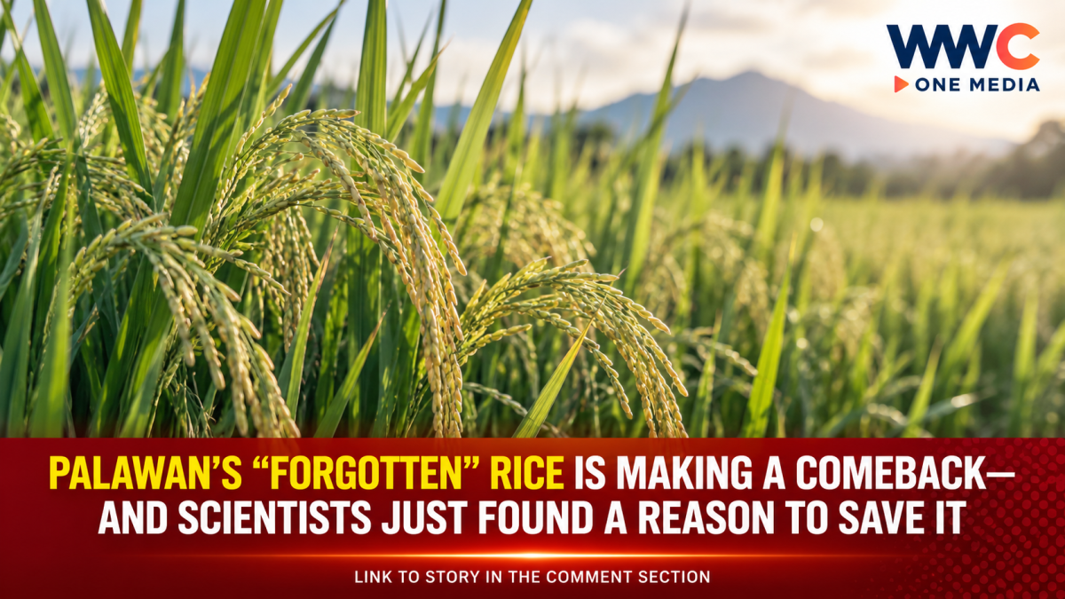 Palawan’s “Forgotten” Rice Is Making a Comeback—And Scientists Just Found a Reason to Save It