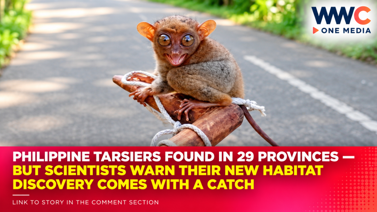 Philippine Tarsiers Found in 29 Provinces — But Scientists Warn Their New Habitat Discovery Comes With a Catch