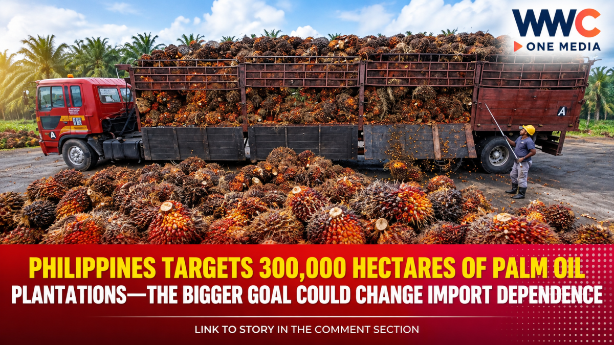 Philippines Targets 300,000 Hectares of Palm Oil Plantations—The Bigger Goal Could Change Import Dependence