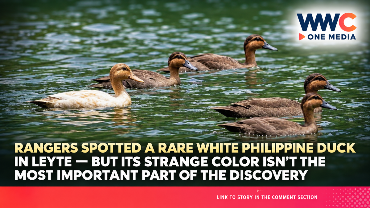 Rangers Spotted a Rare White Philippine Duck in Leyte — But Its Strange Color Isn’t the Most Important Part of the Discovery