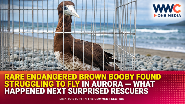 Rare Endangered Brown Booby Found Struggling to Fly in Aurora — What Happened Next Surprised Rescuers
