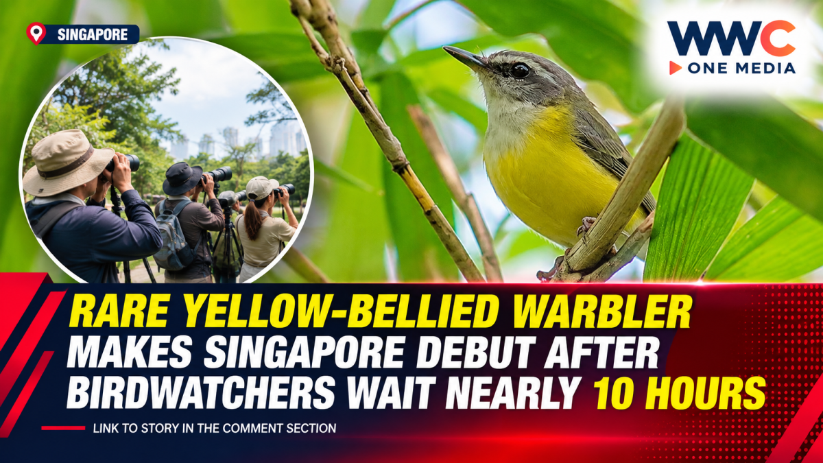 Rare Yellow-Bellied Warbler Makes Singapore Debut After Birdwatchers Wait Nearly 10 Hours