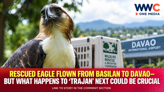 Rescued Eagle Flown From Basilan to Davao—But What Happens to ‘Trajan’ Next Could Be Crucial
