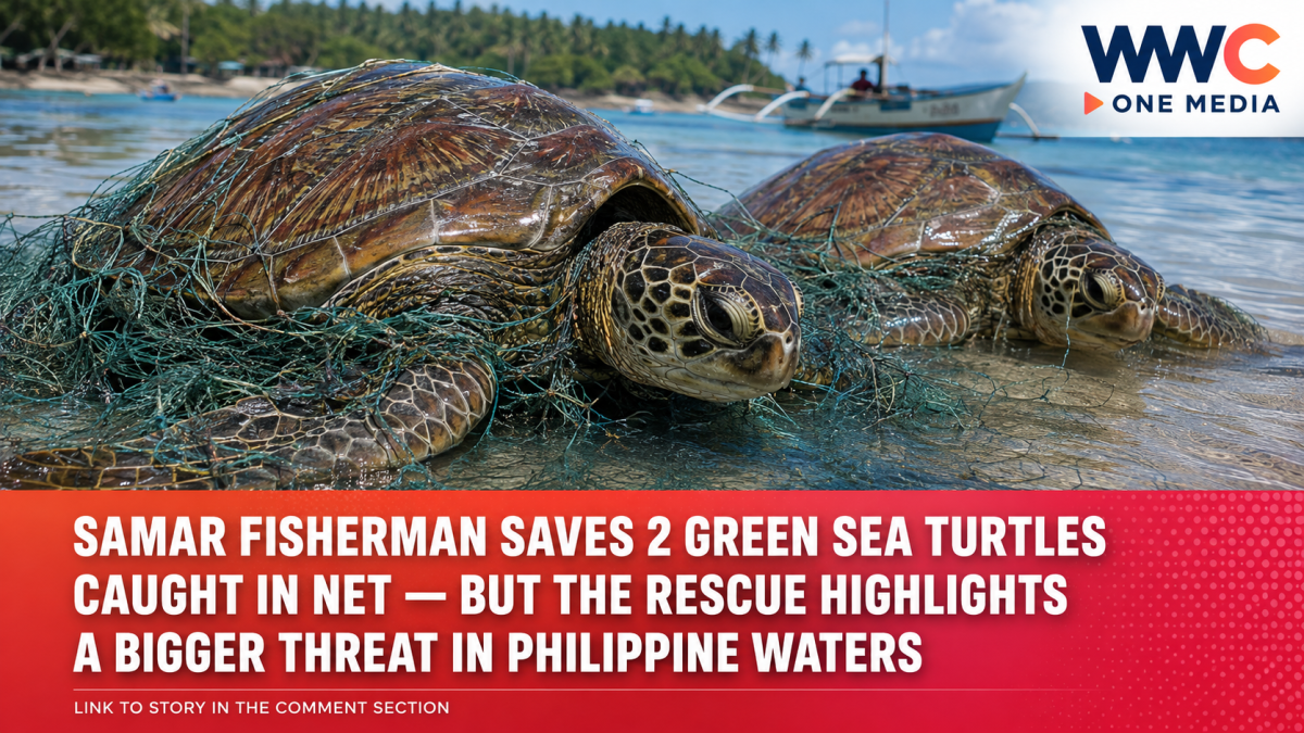 Samar Fisherman Saves 2 Green Sea Turtles Caught in Net — But the Rescue Highlights a Bigger Threat in Philippine Waters