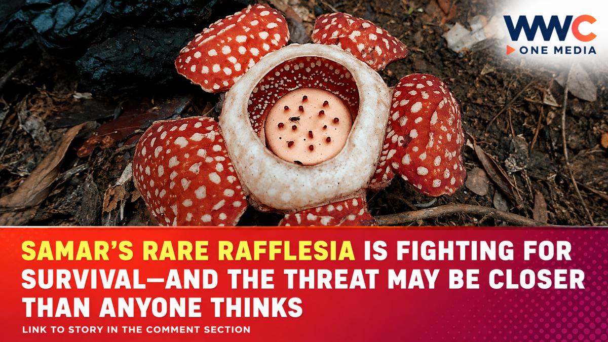 Samar’s Rare Rafflesia Is Fighting for Survival—And the Threat May Be Closer Than Anyone Thinks