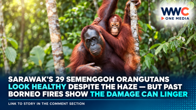 Sarawak’s 29 Semenggoh Orangutans Look Healthy Despite the Haze — But Past Borneo Fires Show the Damage Can Linger