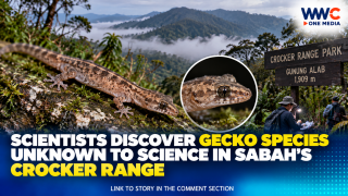 Scientists Discover Gecko Species Unknown to Science in Sabah’s Crocker Range