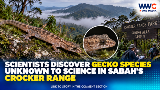 Scientists Discover Gecko Species Unknown to Science in Sabah’s Crocker Range
