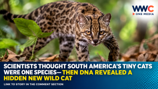 Scientists Thought South America’s Tiny Cats Were One Species—Then DNA Revealed a Hidden New Wild Cat