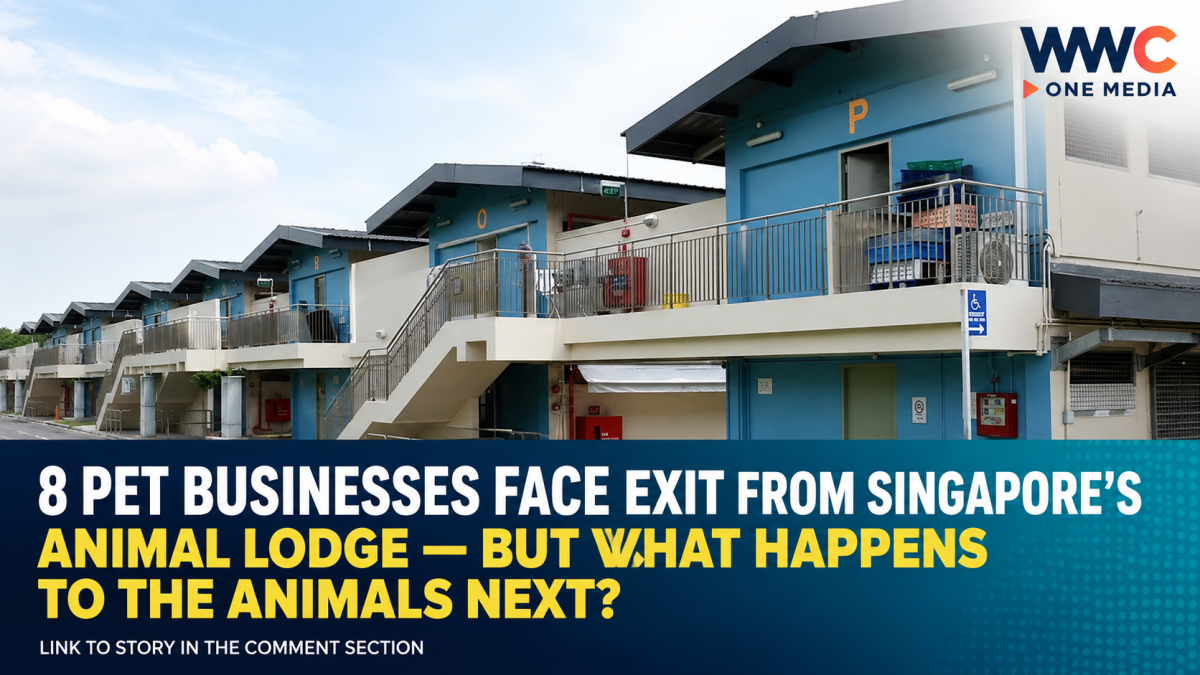 8 Pet Businesses Face Exit From Singapore’s Animal Lodge — But What Happens to the Animals Next?