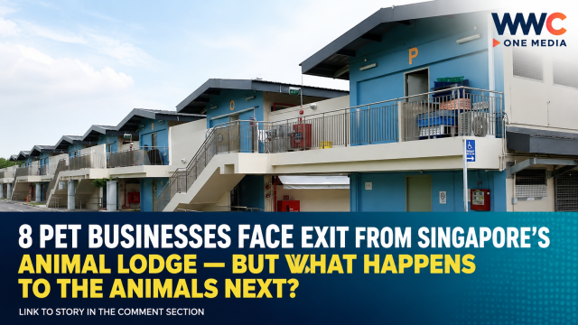 8 Pet Businesses Face Exit From Singapore’s Animal Lodge — But What Happens to the Animals Next?