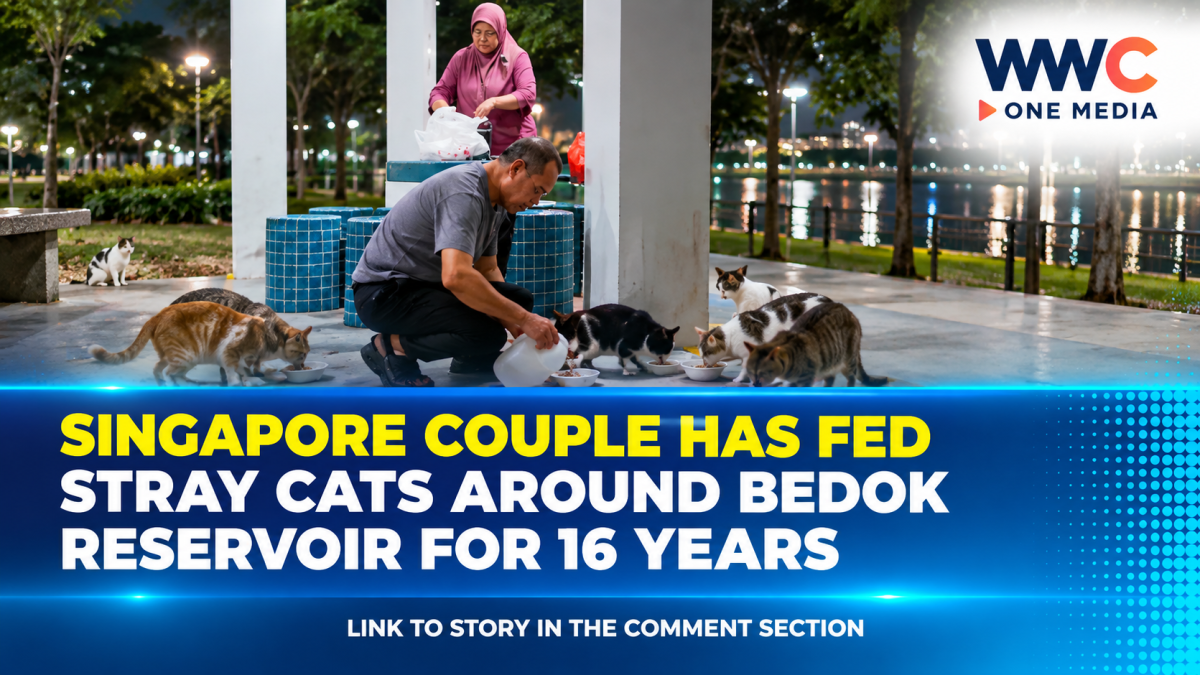Singapore Couple Has Fed Stray Cats Around Bedok Reservoir for 16 Years