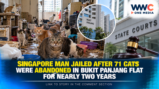 Singapore Man Jailed After 71 Cats Were Abandoned in Bukit Panjang Flat for Nearly Two Years
