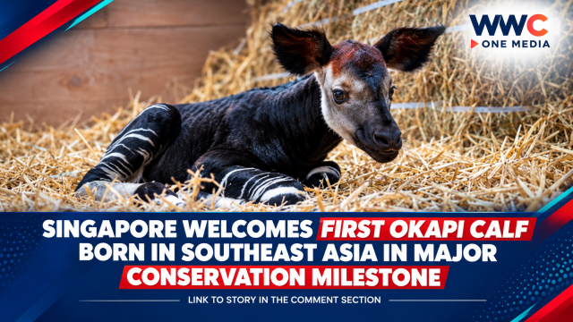 Singapore Welcomes First Okapi Calf Born in Southeast Asia in Major Conservation Milestone