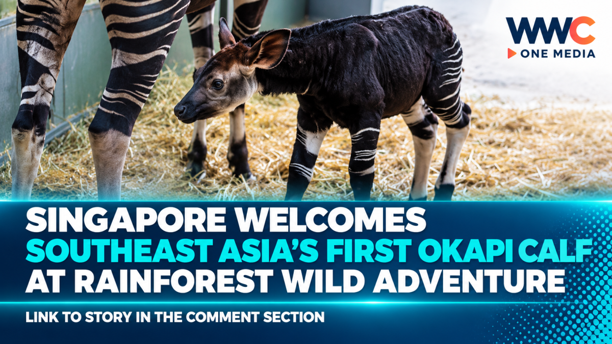 Singapore Welcomes Southeast Asia’s First Okapi Calf at Rainforest Wild Adventure
