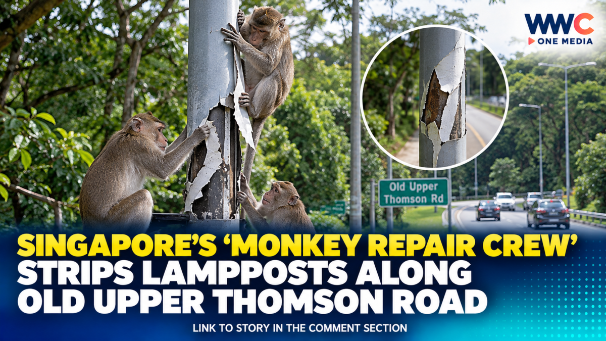 Singapore’s ‘Monkey Repair Crew’ Strips Lampposts Along Old Upper Thomson Road