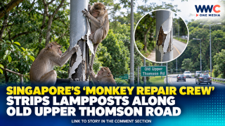 Singapore’s ‘Monkey Repair Crew’ Strips Lampposts Along Old Upper Thomson Road