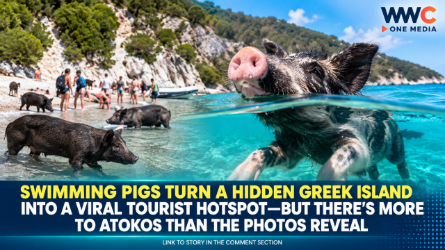 Swimming Pigs Turn a Hidden Greek Island Into a Viral Tourist Hotspot—But There’s More to Atokos Than the Photos Reveal