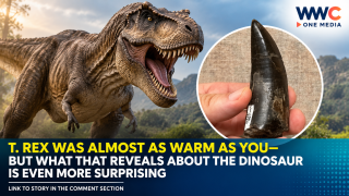 T. Rex Was Almost as Warm as You—But What That Reveals About the Dinosaur Is Even More Surprising