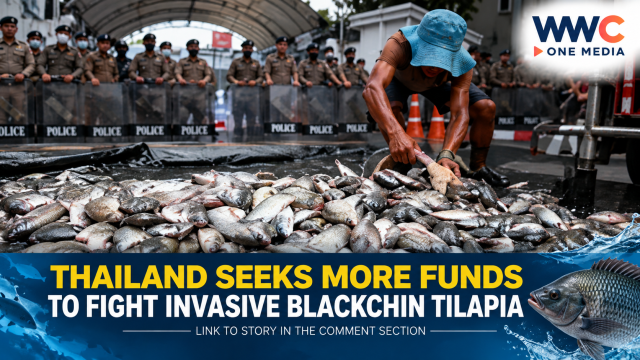 Thailand Seeks More Funds to Fight Invasive Blackchin Tilapia