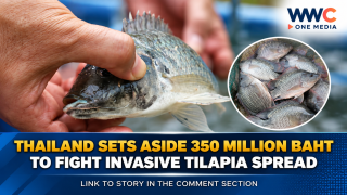 Thailand Sets Aside 350 Million Baht to Fight Invasive Tilapia Spread