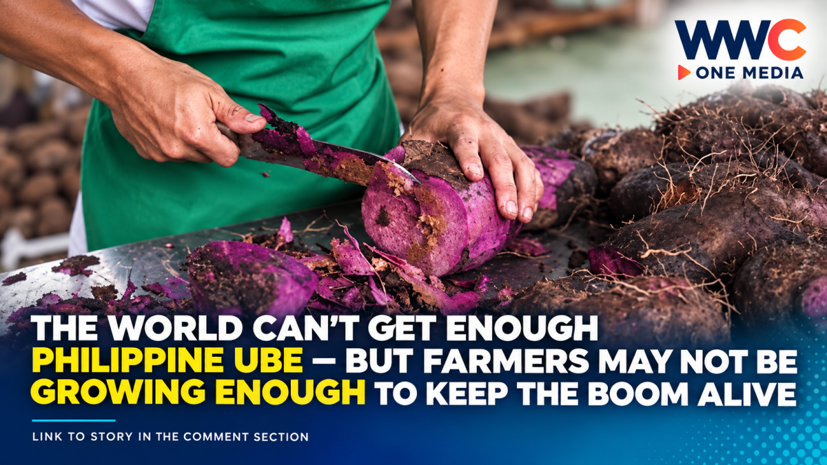 The World Can’t Get Enough Philippine Ube — But Farmers May Not Be Growing Enough to Keep the Boom Alive