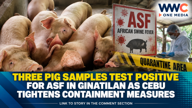 Three Pig Samples Test Positive for ASF in Ginatilan as Cebu Tightens Containment Measures