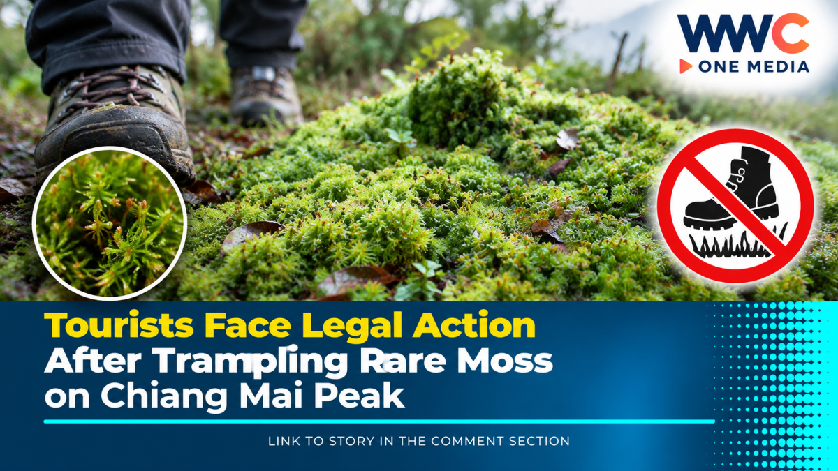 Tourists Face Legal Action After Trampling Rare Moss on Chiang Mai Peak