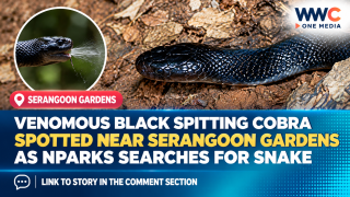 Venomous Black Spitting Cobra Spotted Near Serangoon Gardens as NParks Searches for Snake
