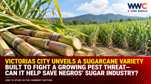 Victorias City Unveils a Sugarcane Variety Built to Fight a Growing Pest Threat—Can It Help Save Negros’ Sugar Industry?