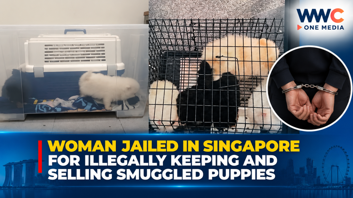 Woman Jailed in Singapore for Illegally Keeping and Selling Smuggled Puppies