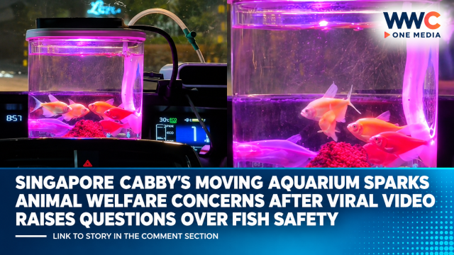 Singapore Cabby’s Moving Aquarium Sparks Animal Welfare Concerns After Viral Video Raises Questions Over Fish Safety