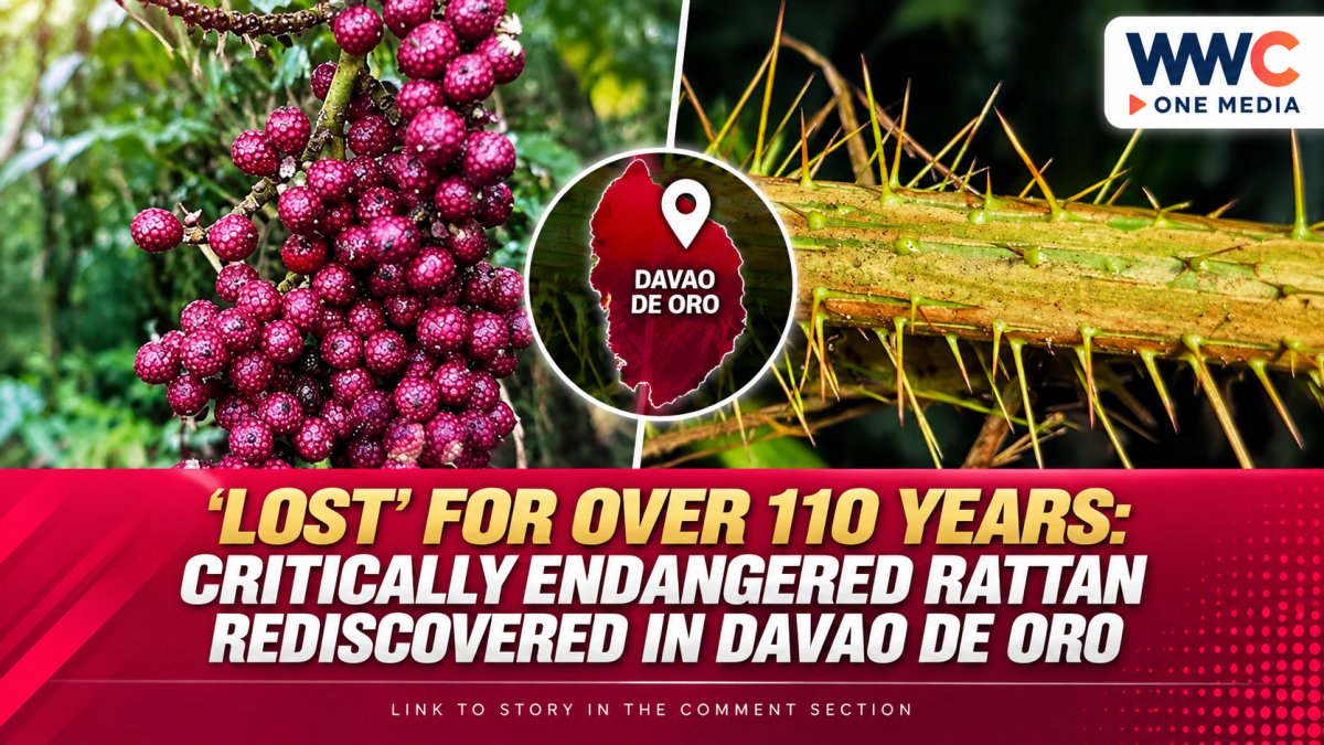‘Lost’ for Over 110 Years: Critically Endangered Rattan Rediscovered in Davao de Oro