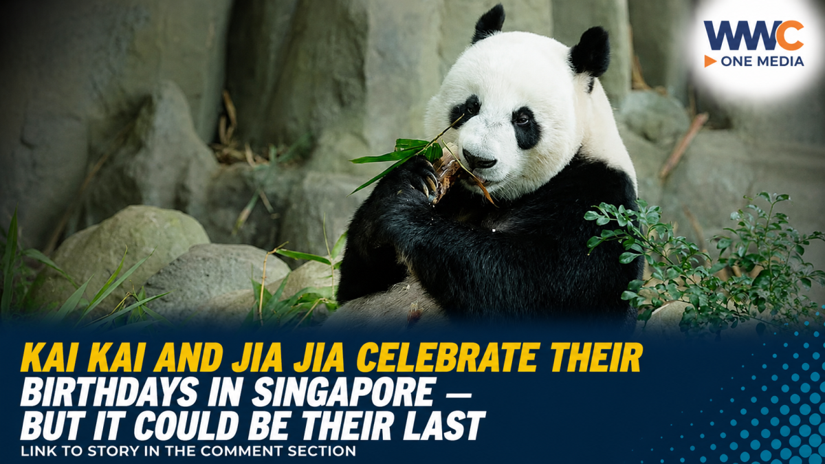 Kai Kai And Jia Jia Celebrate Their Birthdays In Singapore — But It Could Be Their Last