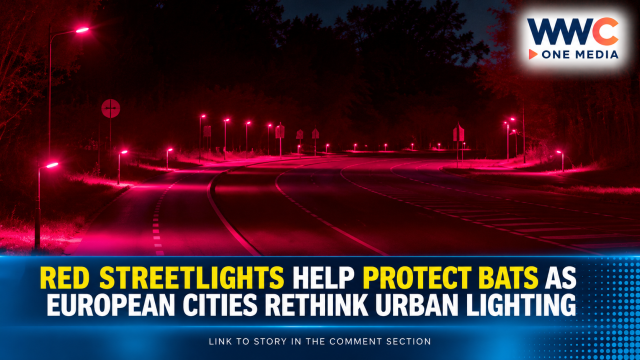 Red Streetlights Help Protect Bats as European Cities Rethink Urban Lighting