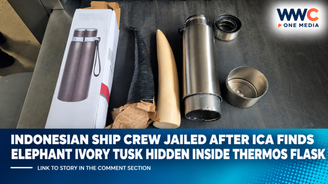 Indonesian Ship Crew Jailed After ICA Finds Elephant Ivory Tusk Hidden Inside Thermos Flask