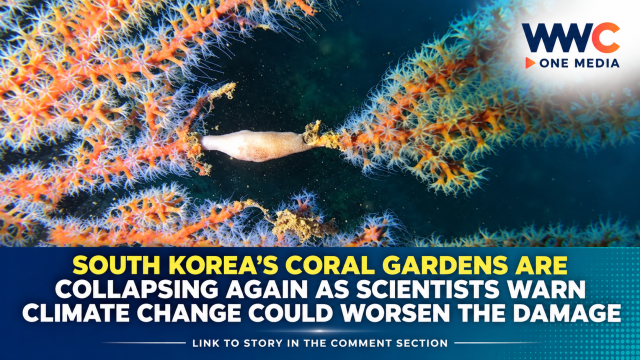 South Korea’s Coral Gardens Are Collapsing Again as Scientists Warn Climate Change Could Worsen the Damage