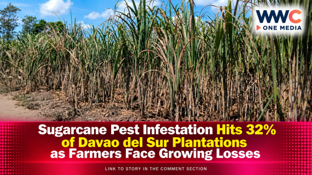 Sugarcane Pest Infestation Hits 32% of Davao del Sur Plantations as Farmers Face Growing Losses