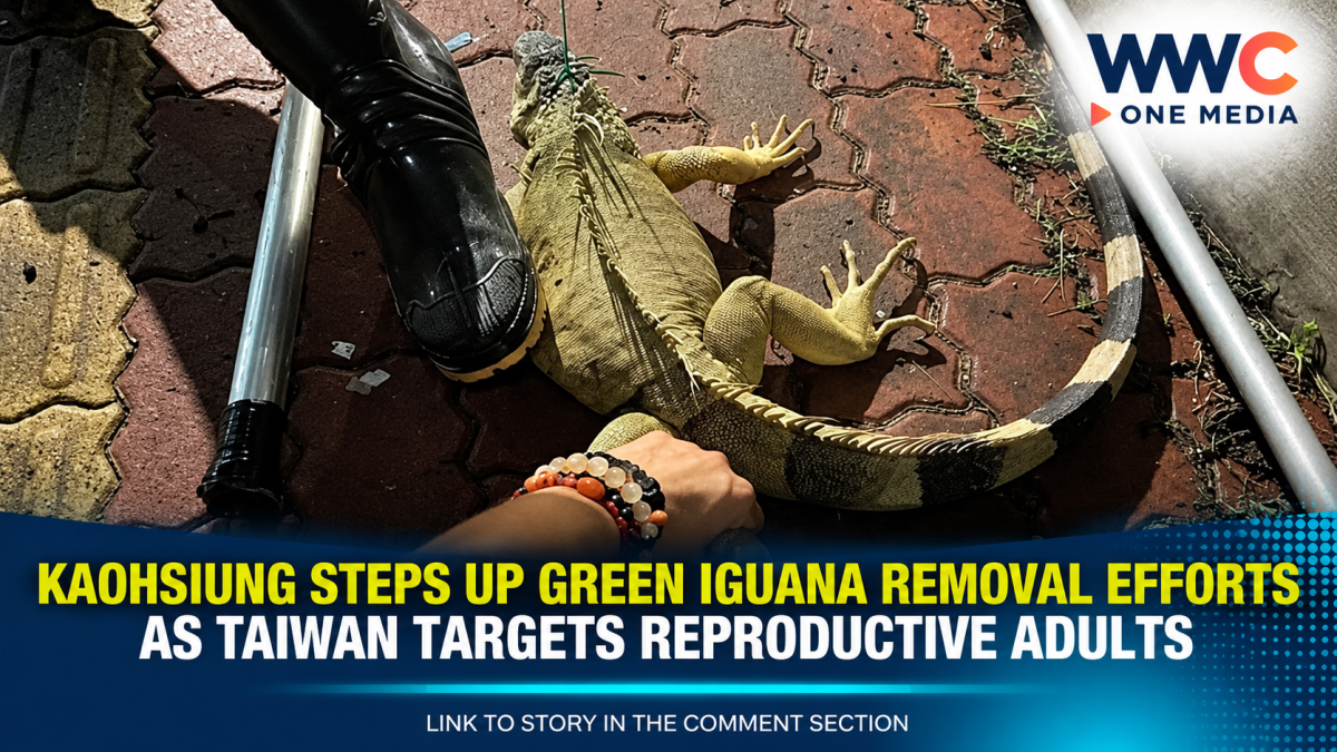 Kaohsiung Steps Up Green Iguana Removal Efforts as Taiwan Targets Reproductive Adults