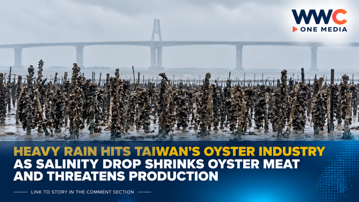 Heavy Rain Hits Taiwan’s Oyster Industry as Salinity Drop Shrinks Oyster Meat and Threatens Production