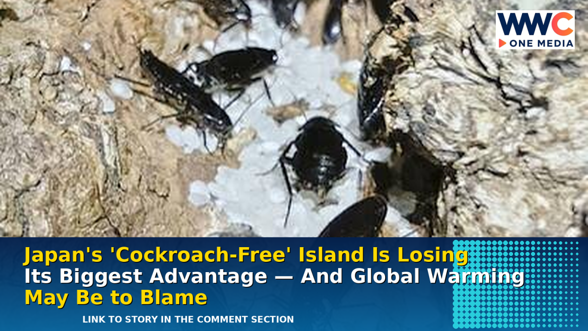 Japan’s ‘Cockroach-Free’ Island Is Losing Its Biggest Advantage — And Global Warming May Be to Blame