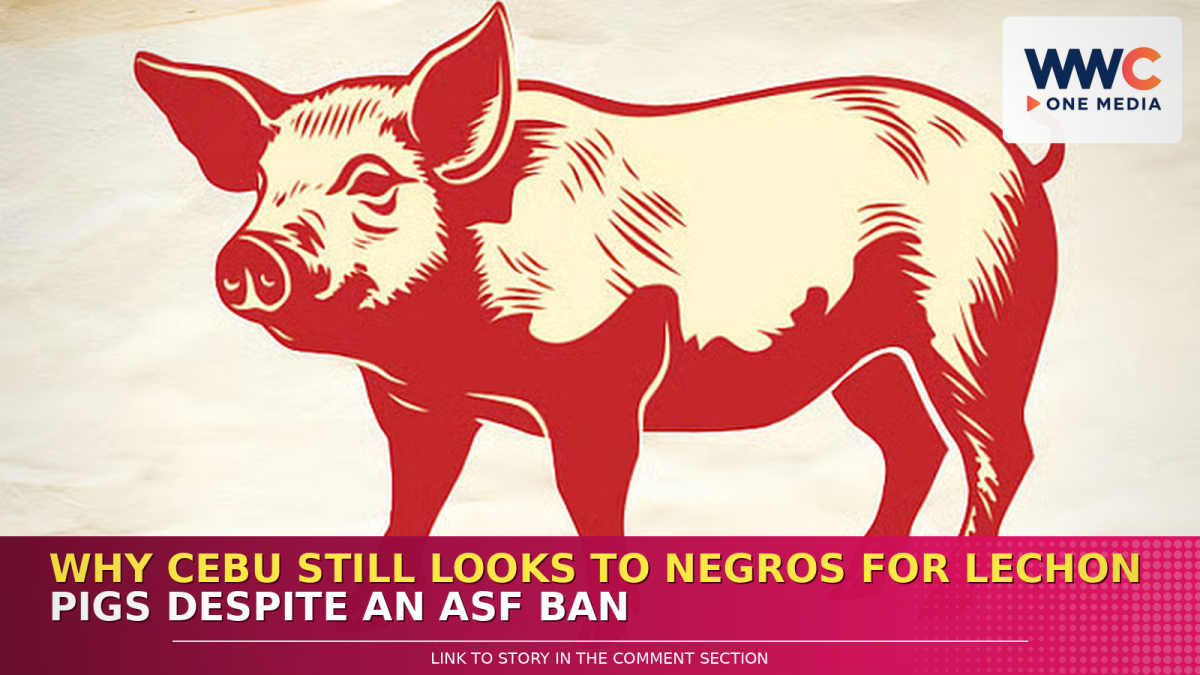 Why Cebu Still Looks to Negros for Lechon Pigs Despite an ASF Ban